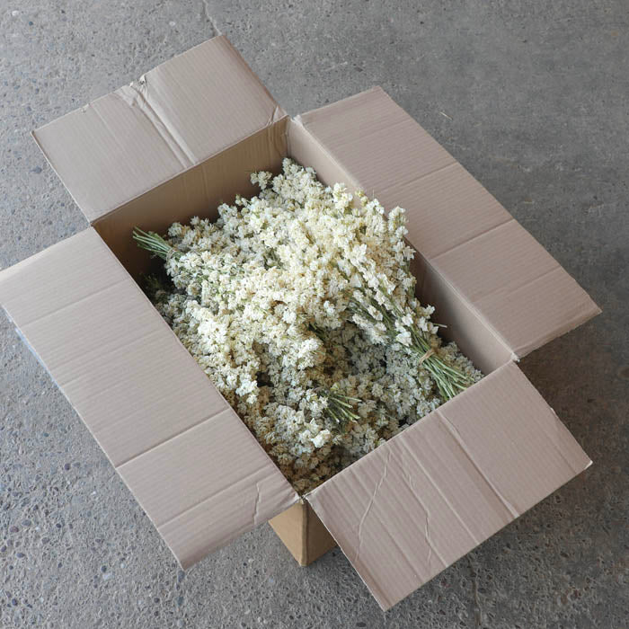 White Delphinium Bunch - Box of 20