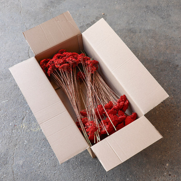 Red Achillea Parker Bunch (Dyed) - Box of 15