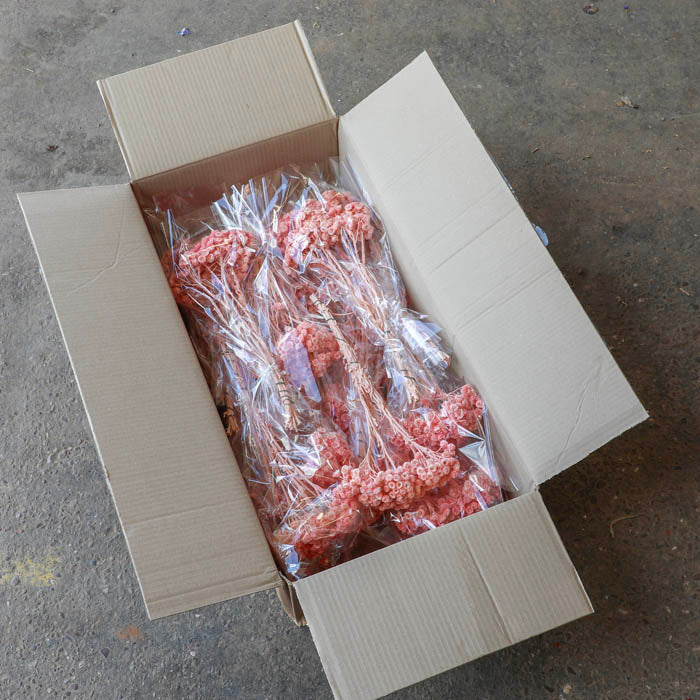 Pink Helichrysum Immortelle (Dyed) - Box of 20
