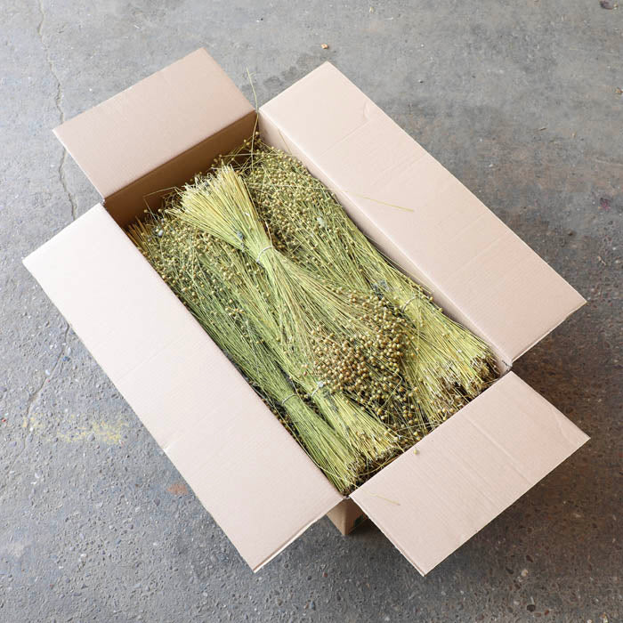 Natural Linum Flax Bunch - Box of 20