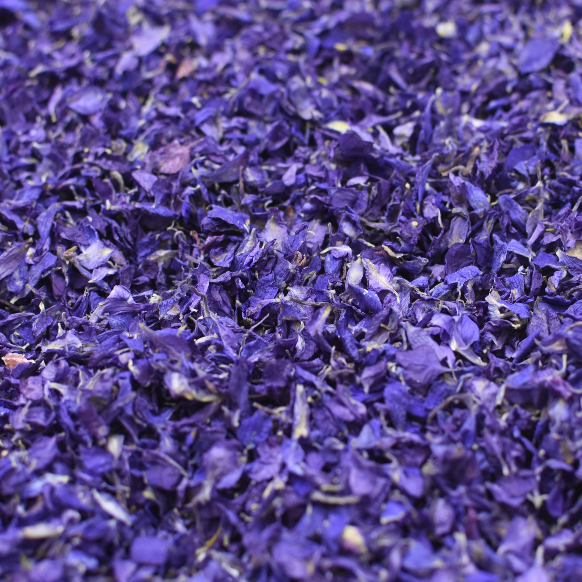 Dark Purple Delphinium Petals