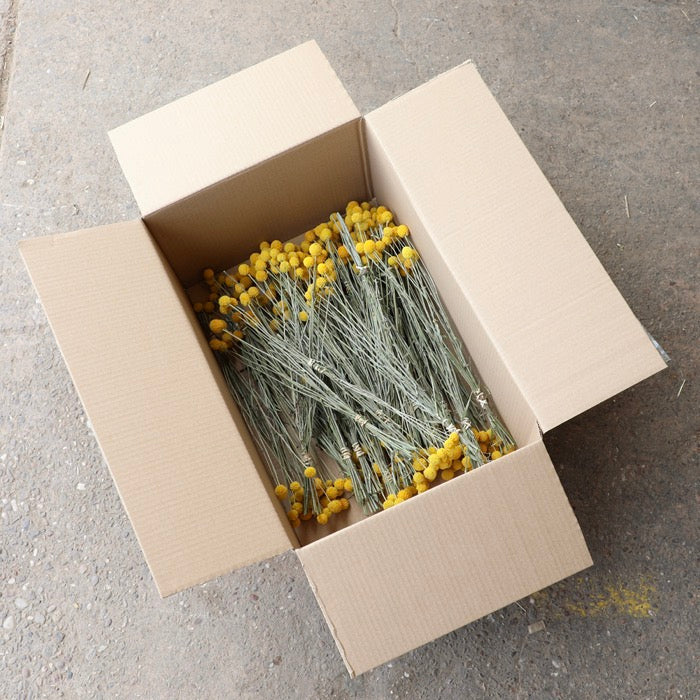 Yellow Craspedia Bunch - Box of 40