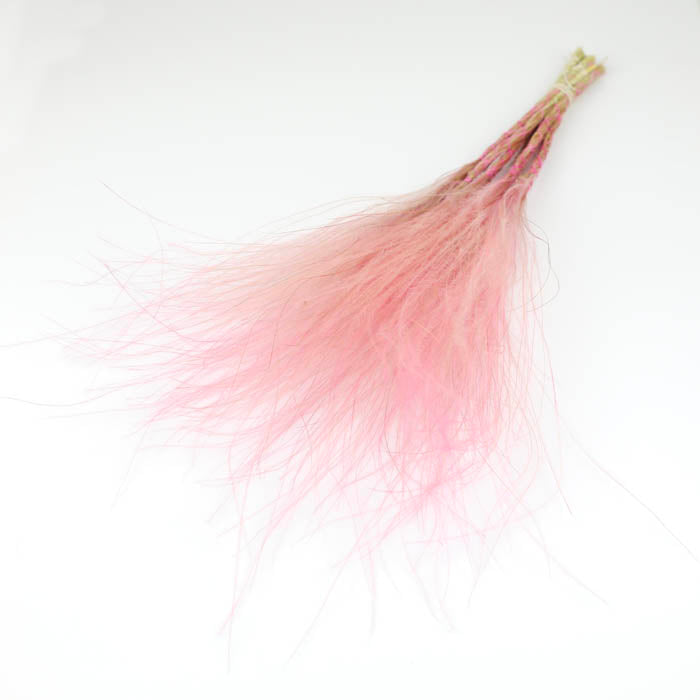 Pink Feather Grass (Dyed)