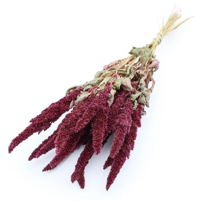 Red Amaranthus