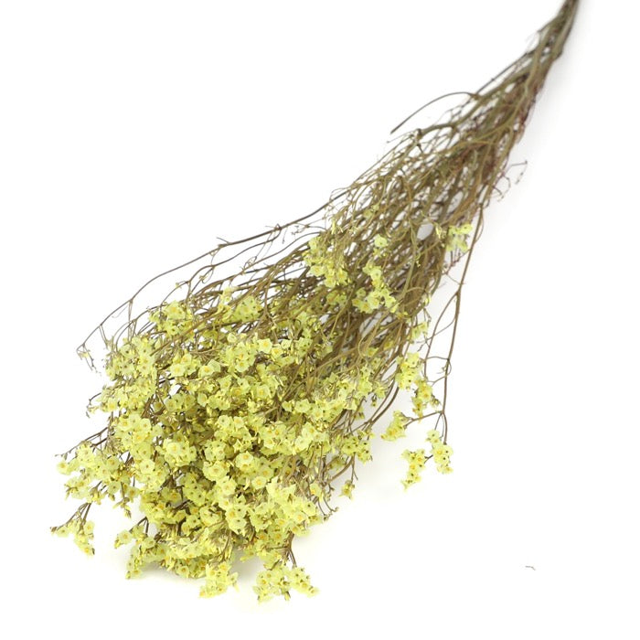 Yellow Limonium Bunch