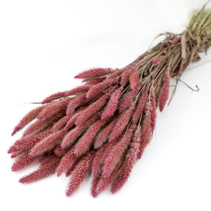 Pink Setaria Bunch (Dyed)