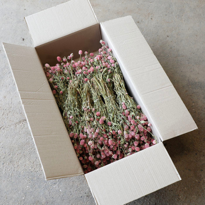 Pastel Pink Gomphrena Bunch – Box of 20