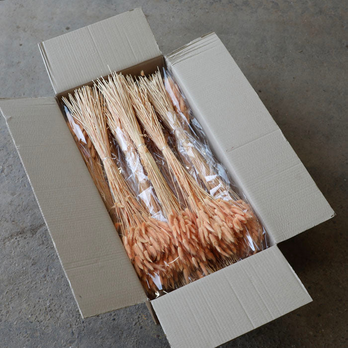 Peach Lagurus Bunch (Dyed) - Box of 25