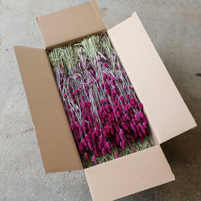 Fuchsia Phalaris Bunch (Dyed) - Box of 15