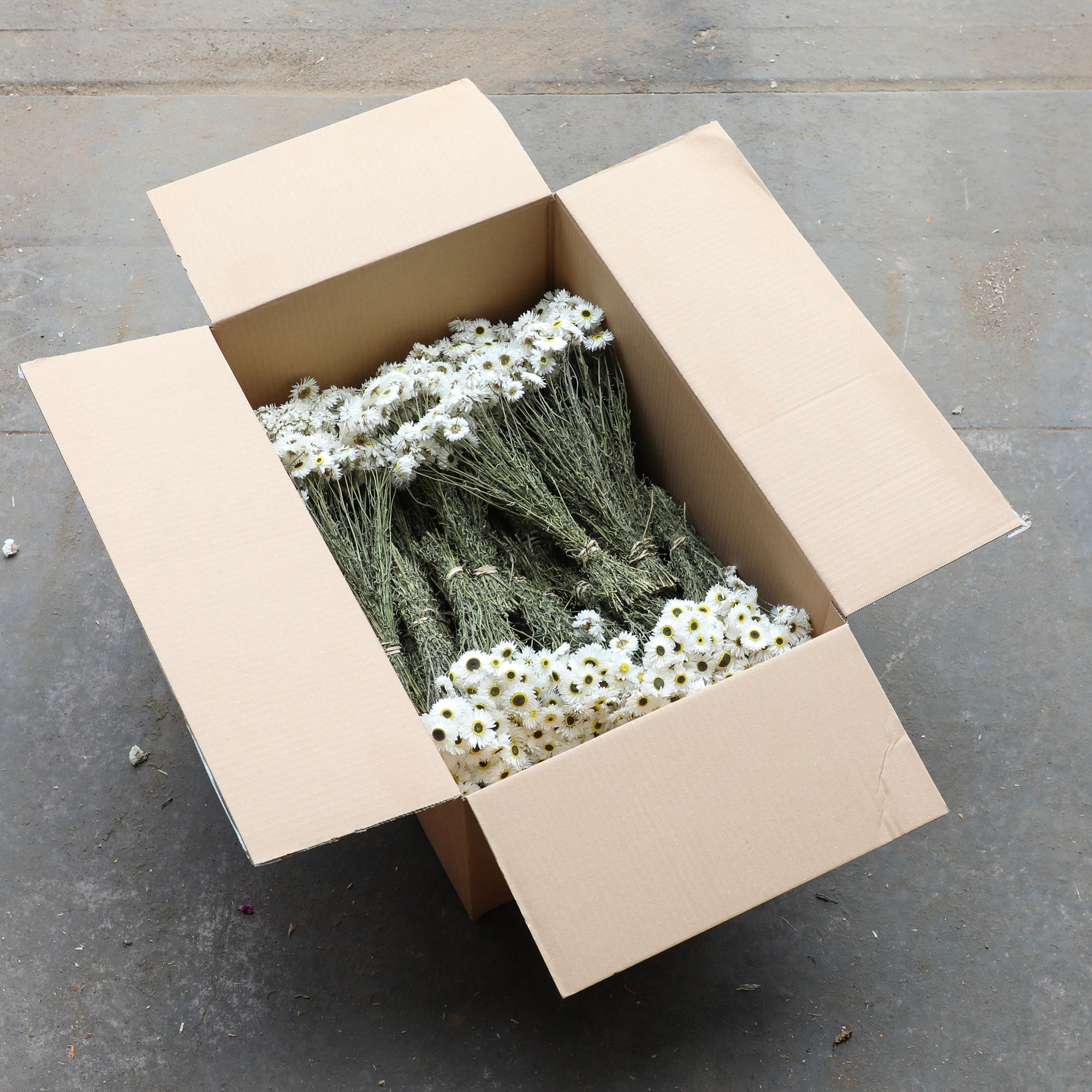 White Acroclinium - Box of 30
