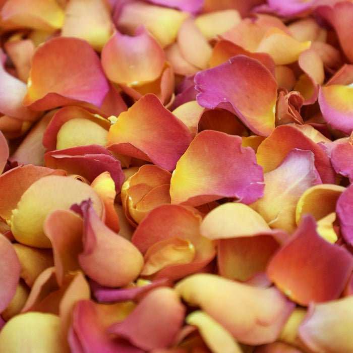 Burnt Orange Rose Petals