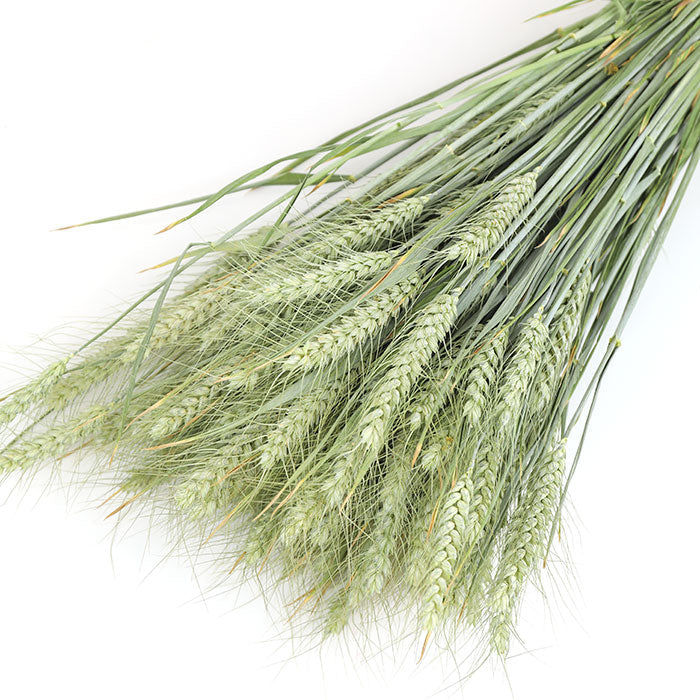 Bearded Wheat Bunch - Box of 20