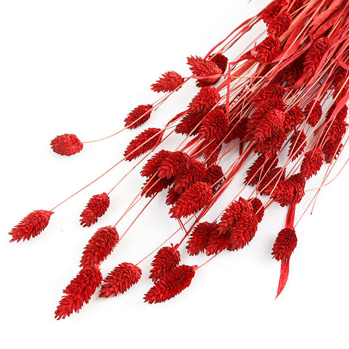 Red Phalaris Bunches (Dyed) - Box of 15