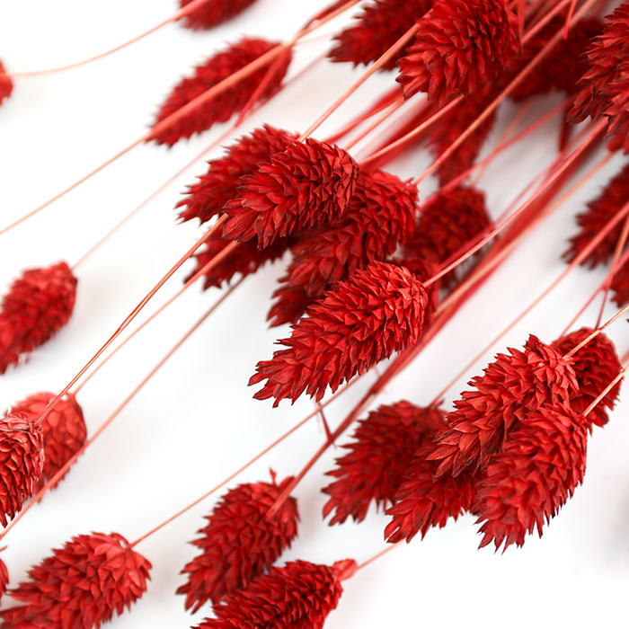 Red Phalaris Bunch (Dyed)
