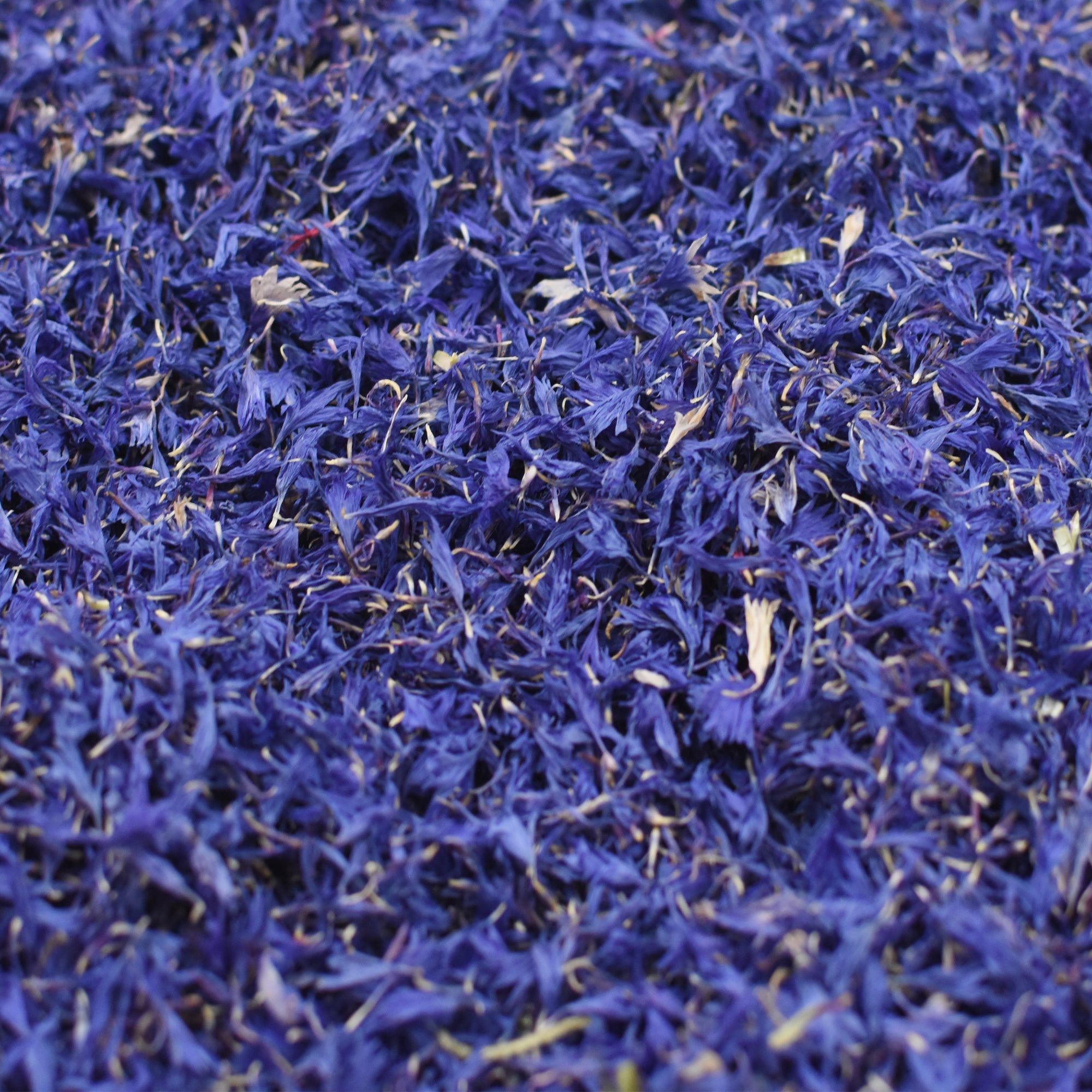 Blue Cornflower Petals