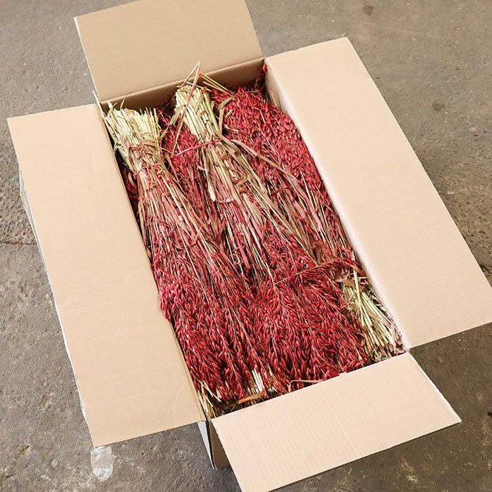 Red Avena Oats - Box of 20
