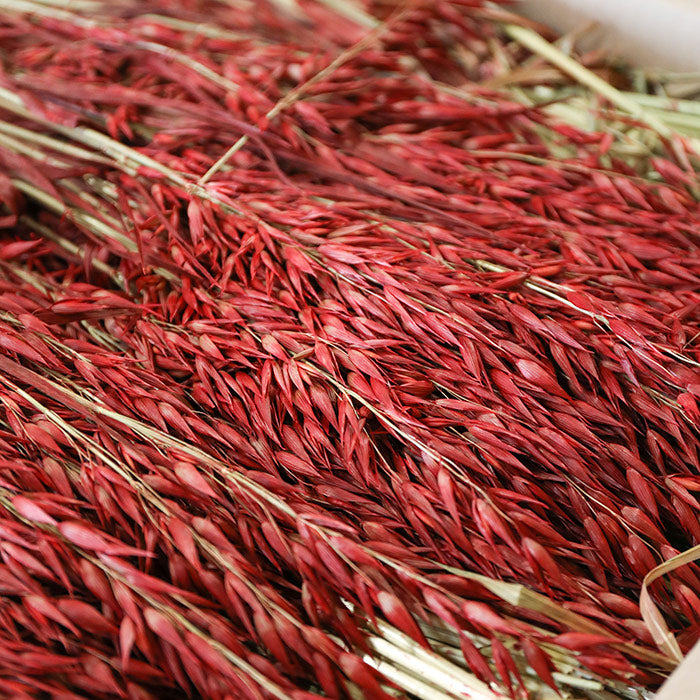 Red Avena Oats - Box of 20