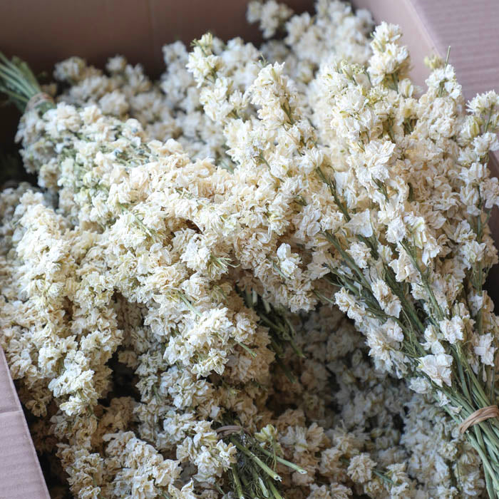 White Delphinium Bunch - Box of 20