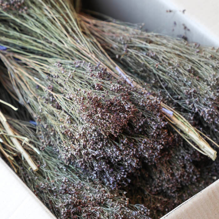 Purple Bloom Broom Bunches (Dyed) - Box of 25
