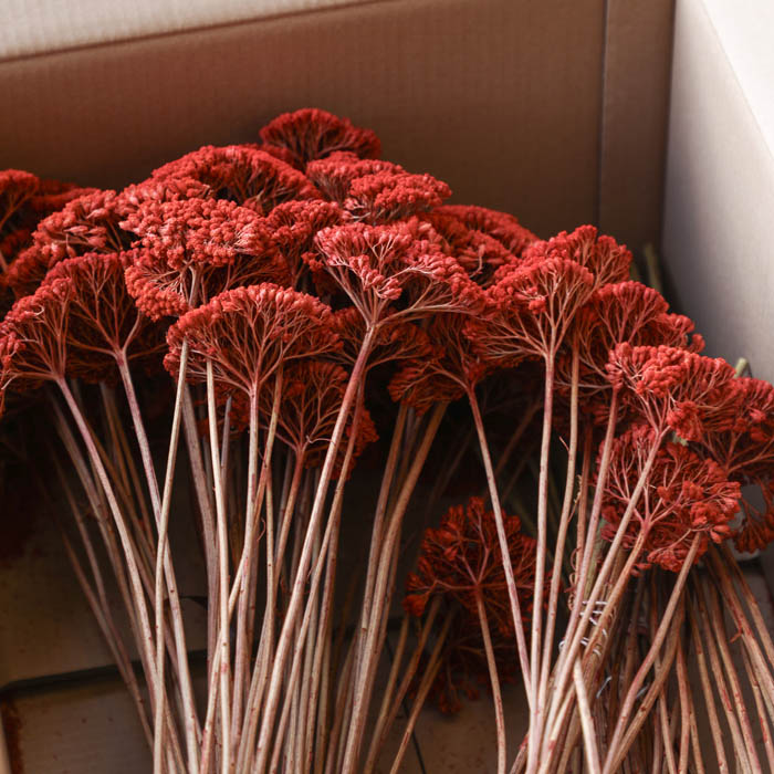 Red Achillea Parker Bunch (Dyed) - Box of 15