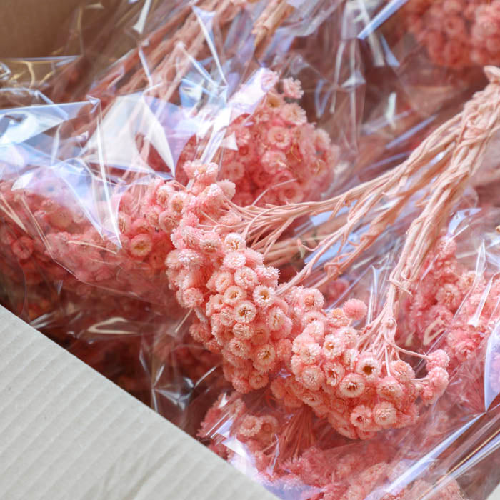 Pink Helichrysum Immortelle (Dyed) - Box of 20
