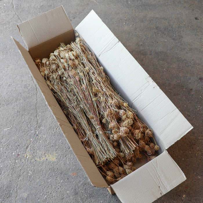 Fennel (Seed Heads) Bunch - Box of 20