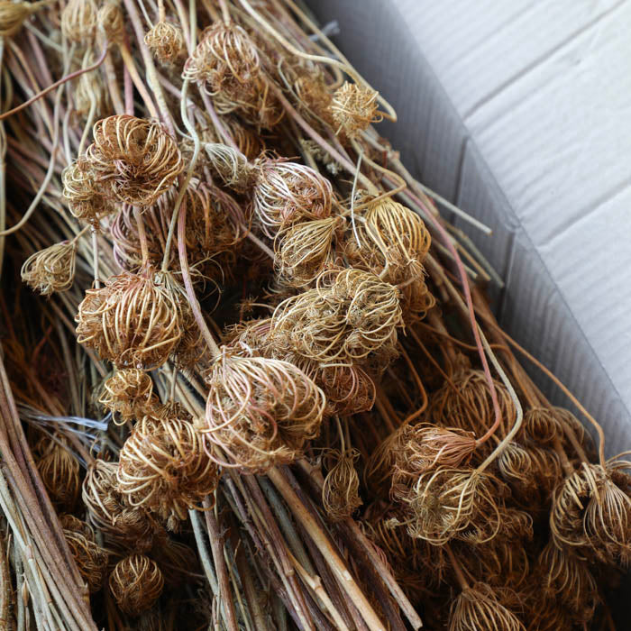 Fennel (Seed Heads) Bunch - Box of 20