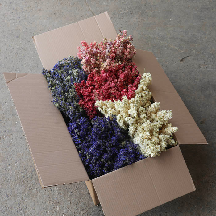 Mixed Delphinium Bunch - Box of 20