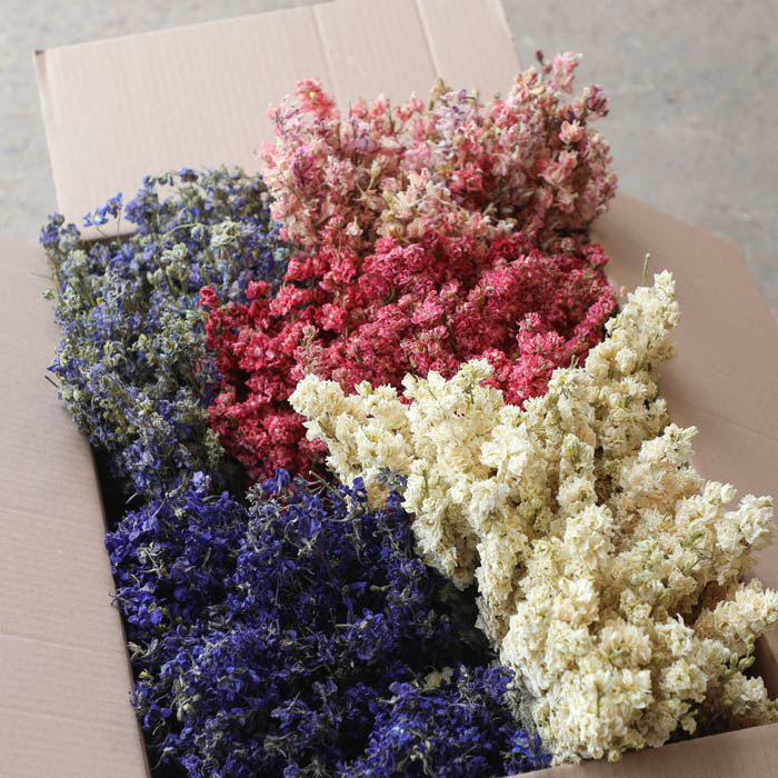 Mixed Delphinium Bunch - Box of 20
