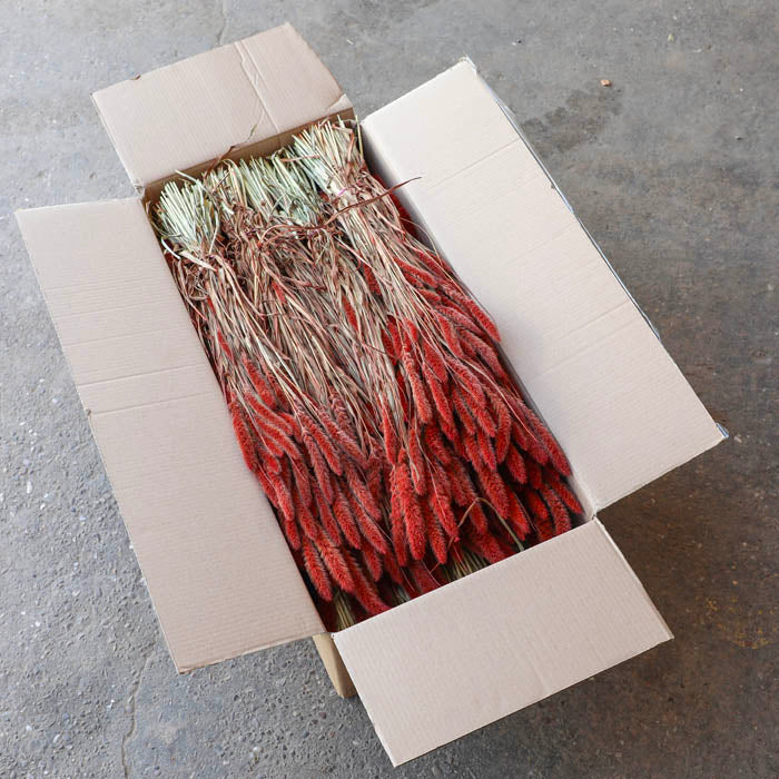 Red Setaria Bunch (Dyed) - Box of 20
