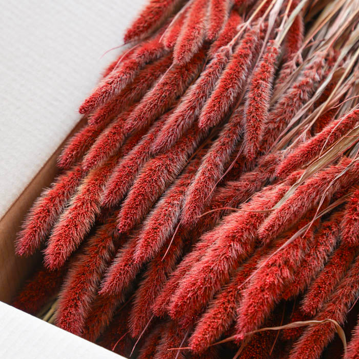 Red Setaria Bunch (Dyed) - Box of 20