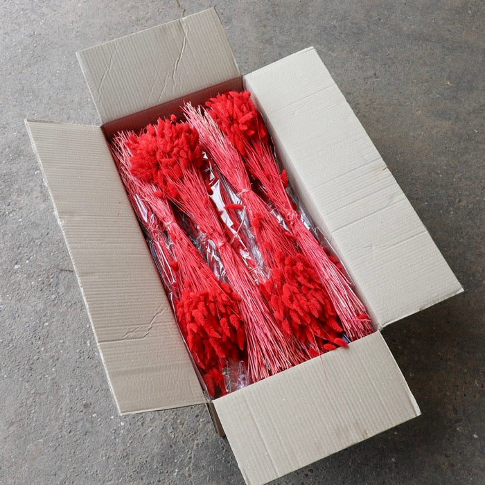 Red Lagurus Bunch (Dyed) - Box of 25
