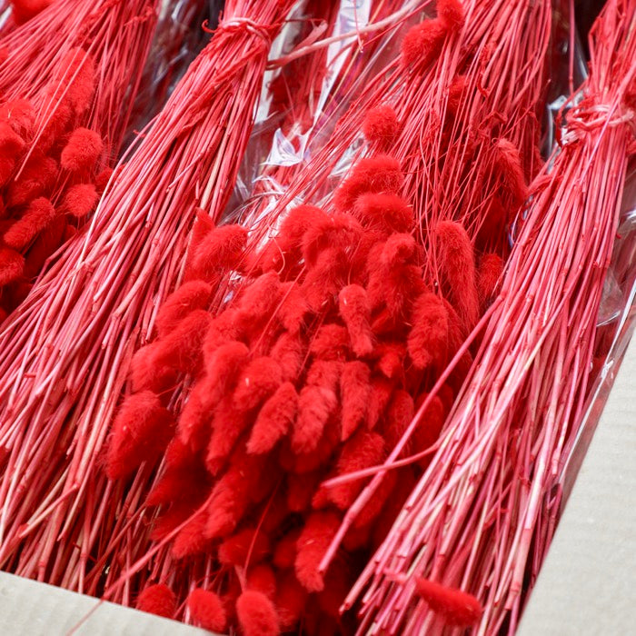 Red Lagurus Bunch (Dyed) - Box of 25