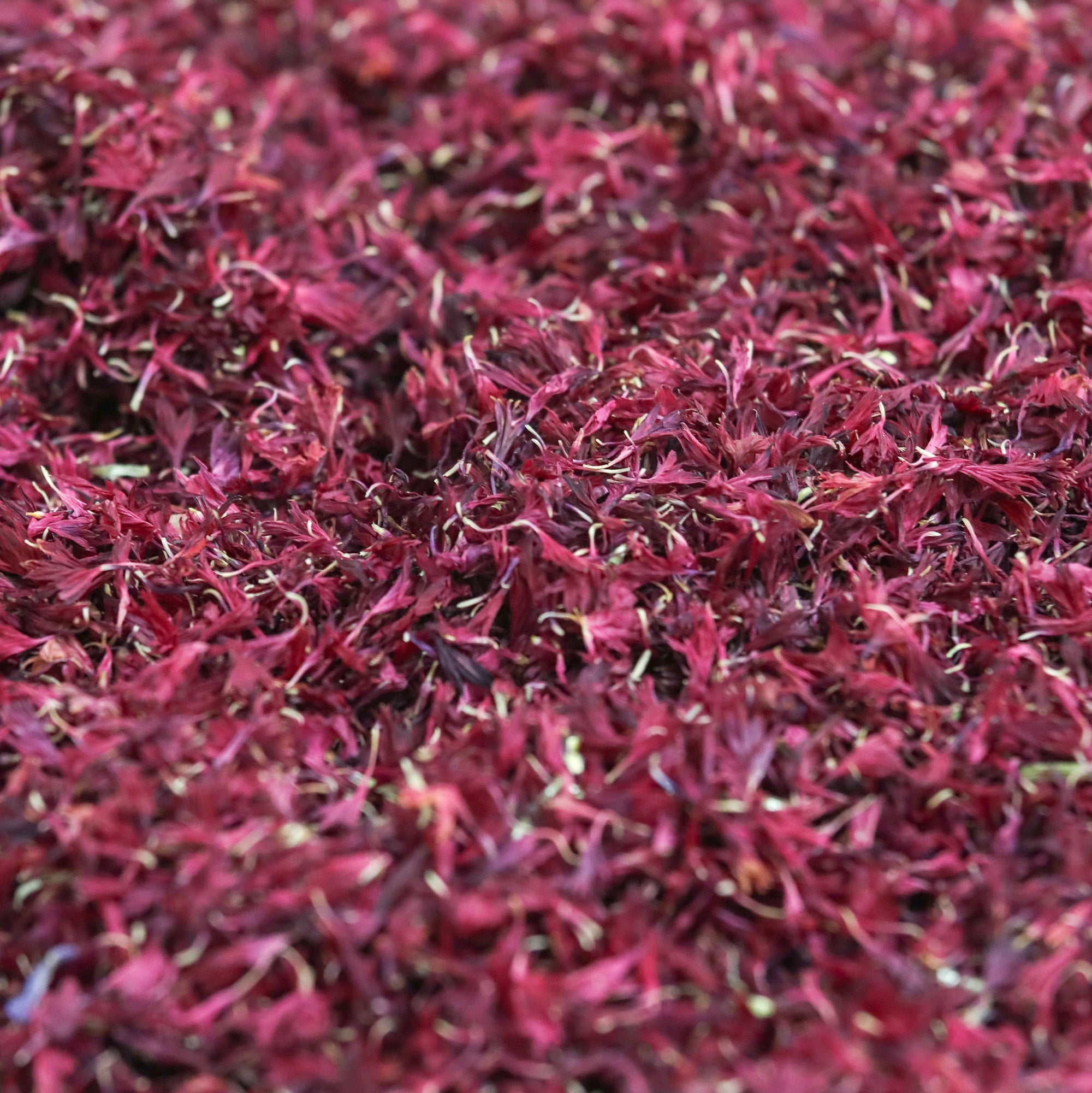 Burgundy Cornflower Petals