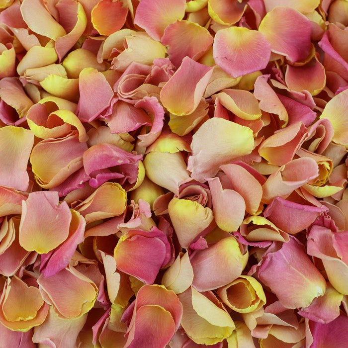 Coral Rose Petals