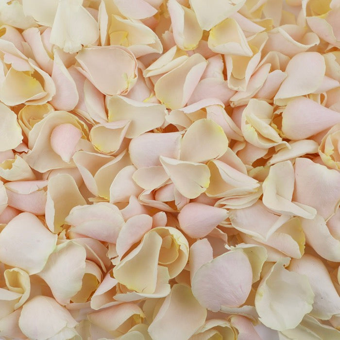 Cream Rose Petals