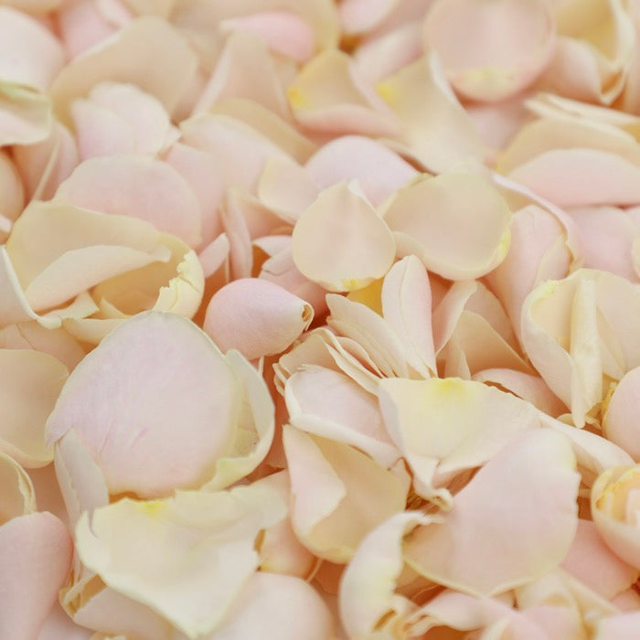 Cream Rose Petals