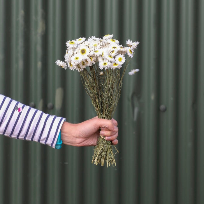 White Acroclinium Bunch