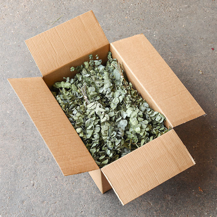 Dried Eucalyptus Bunch - Box of 8