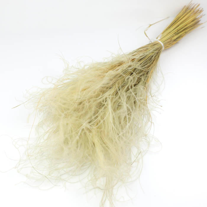 Feather Grass (Stipa Pennata) Bunch