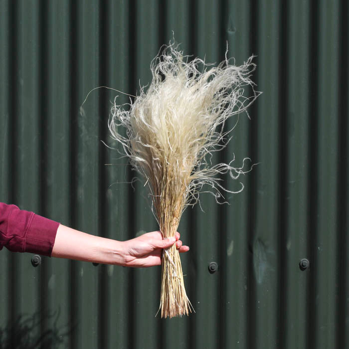 Feather Grass (Stipa Pennata) Bunch