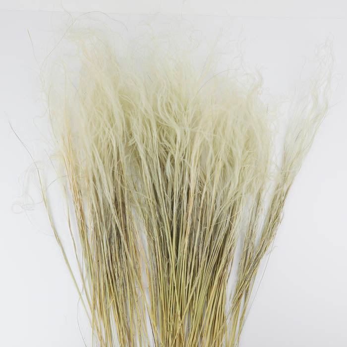 Feather Grass (Stipa Pennata) Bunch