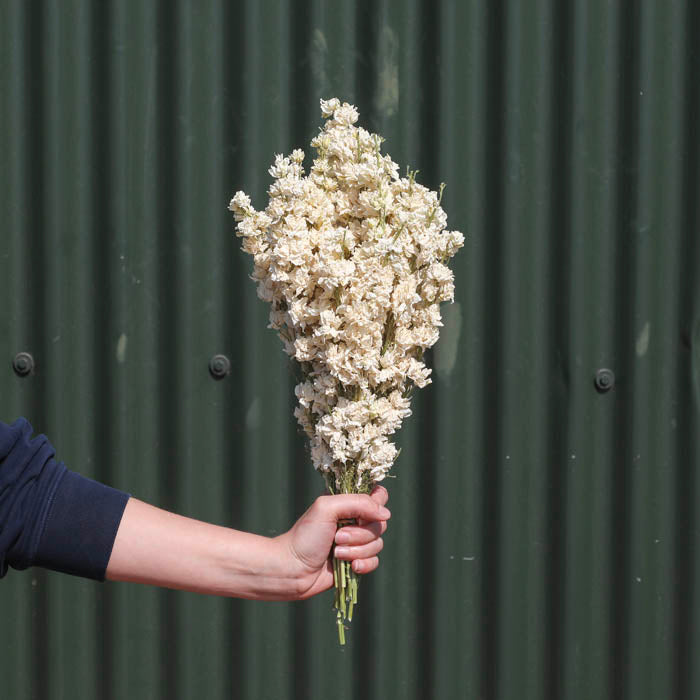 White Delphinium Bunch - Box of 20