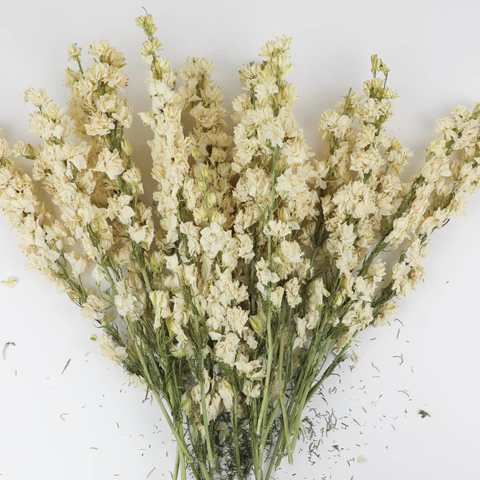 White Delphinium Bunch