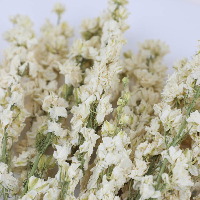 White Delphinium Bunch