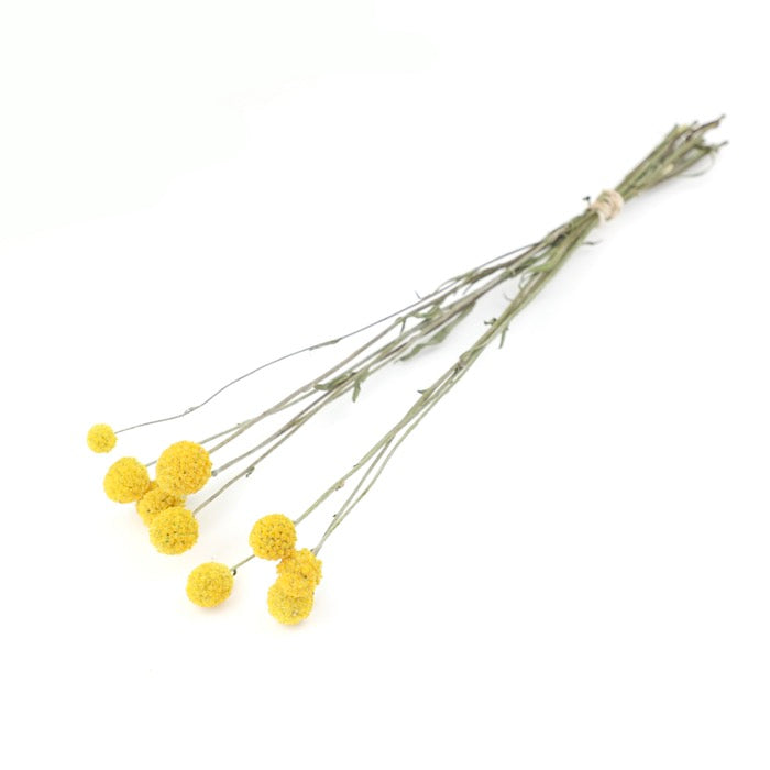 Yellow Craspedia Bunch - Box of 40