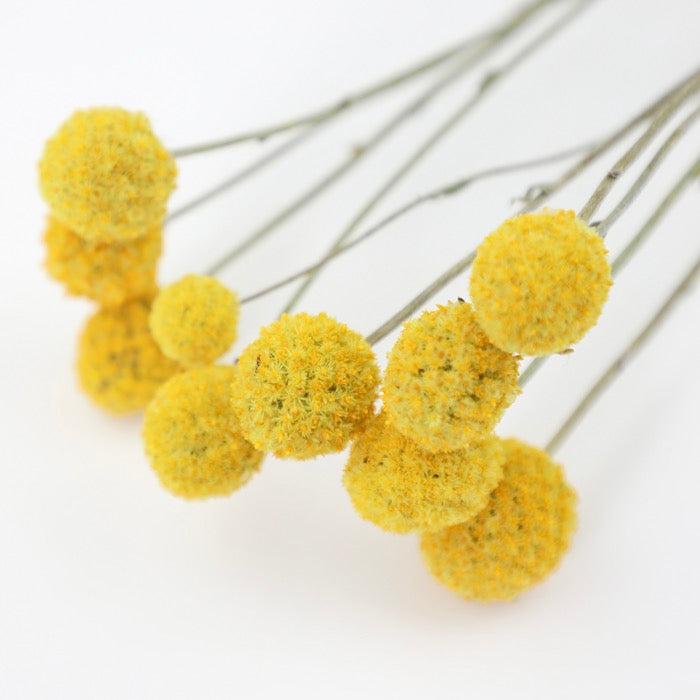 Yellow Craspedia Bunch (10 Stems)