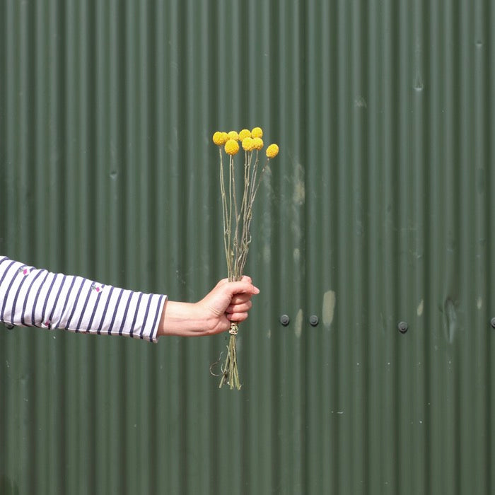 Yellow Craspedia Bunch (10 Stems)