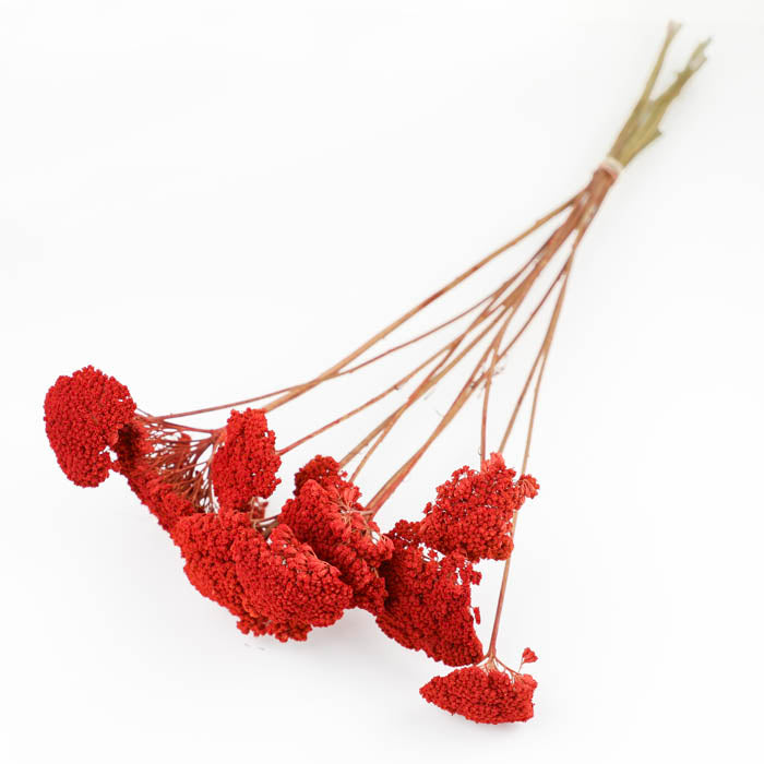 Red Achillea Parker Bunch (Dyed)