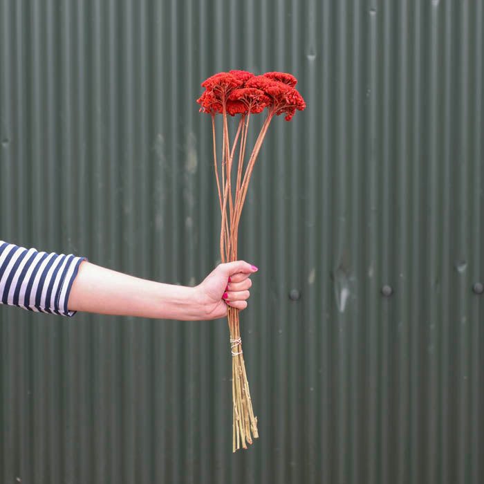 Red Achillea Parker Bunch (Dyed)